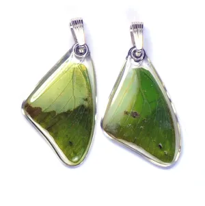 Butterfly wing pendant ONLY, Charaxes Eupale, top wing